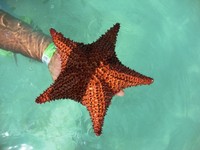 ESTRELLA DEL MAR ISLA SAONA..jpg