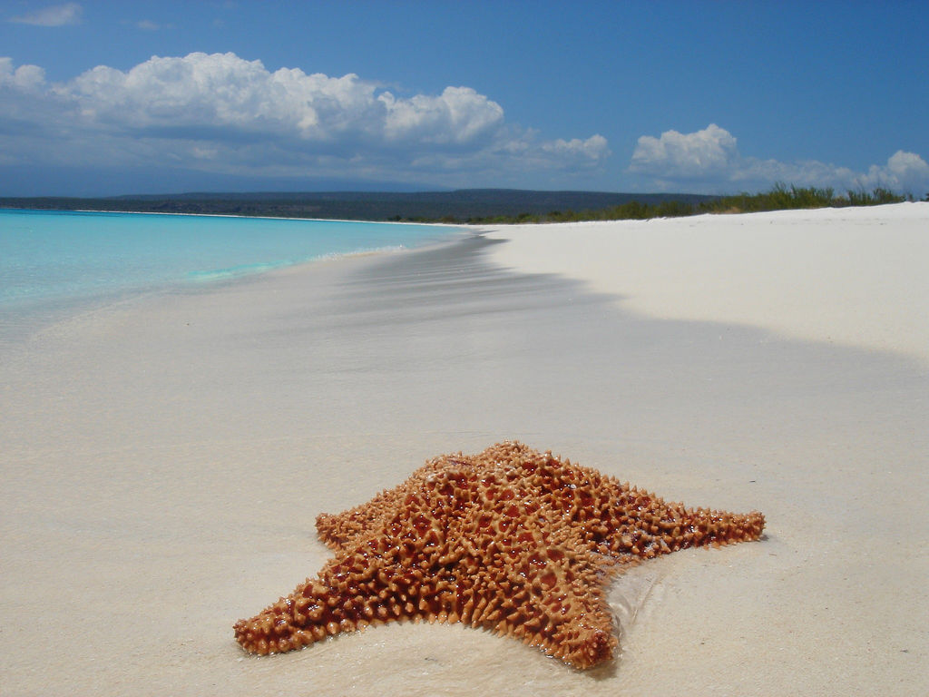 Guía de Isla Saona: qué hacer, cómo llegar y cómo moverse